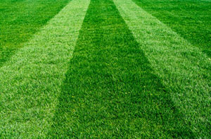 Lawn Treatment West Kirby (0151)