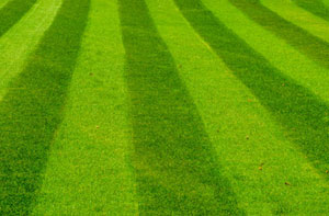 Lawn Treatment Matlock (01629)