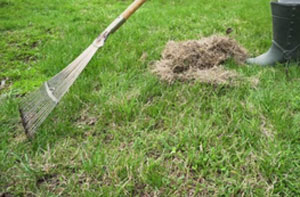 Lawn Dethatching Staveley