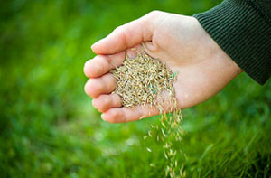 Lawn Overseeding Chilwell