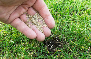 Lawn Overseeding Thamesmead