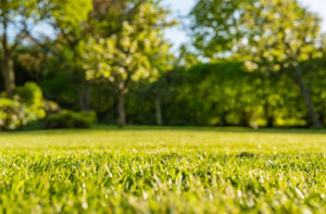 Lawn Mowing Netley UK